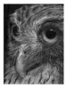 owl - 2.jpg