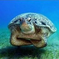 Irritated Turtle